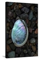 USA, California, La Jolla. Baby abalone shell on cobblestone beach.-Jaynes Gallery-Stretched Canvas