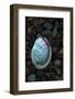 USA, California, La Jolla. Baby abalone shell on cobblestone beach.-Jaynes Gallery-Framed Photographic Print