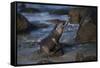 USA, California, La Jolla. Baby sea lion on beach rock.-Jaynes Gallery-Framed Stretched Canvas