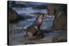 USA, California, La Jolla. Baby sea lion on beach rock.-Jaynes Gallery-Stretched Canvas