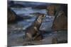 USA, California, La Jolla. Baby sea lion on beach rock.-Jaynes Gallery-Mounted Premium Photographic Print