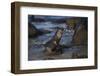 USA, California, La Jolla. Baby sea lion on beach rock.-Jaynes Gallery-Framed Photographic Print