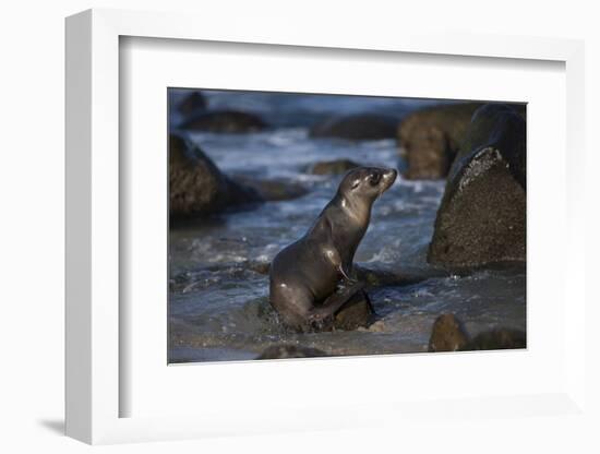 USA, California, La Jolla. Baby sea lion on beach rock.-Jaynes Gallery-Framed Photographic Print