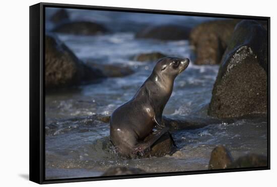 USA, California, La Jolla. Baby sea lion on beach rock.-Jaynes Gallery-Framed Stretched Canvas