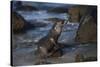 USA, California, La Jolla. Baby sea lion on beach rock.-Jaynes Gallery-Stretched Canvas