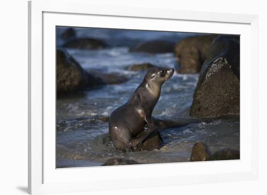 USA, California, La Jolla. Baby sea lion on beach rock.-Jaynes Gallery-Framed Photographic Print