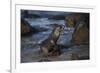 USA, California, La Jolla. Baby sea lion on beach rock.-Jaynes Gallery-Framed Photographic Print