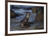 USA, California, La Jolla. Baby sea lion on beach rock.-Jaynes Gallery-Framed Photographic Print