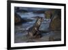 USA, California, La Jolla. Baby sea lion on beach rock.-Jaynes Gallery-Framed Photographic Print