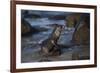 USA, California, La Jolla. Baby sea lion on beach rock.-Jaynes Gallery-Framed Premium Photographic Print