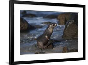 USA, California, La Jolla. Baby sea lion on beach rock.-Jaynes Gallery-Framed Premium Photographic Print