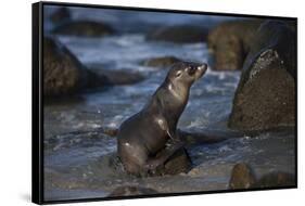 USA, California, La Jolla. Baby sea lion on beach rock.-Jaynes Gallery-Framed Stretched Canvas