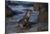 USA, California, La Jolla. Baby sea lion on beach rock.-Jaynes Gallery-Stretched Canvas