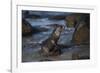 USA, California, La Jolla. Baby sea lion on beach rock.-Jaynes Gallery-Framed Photographic Print