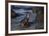 USA, California, La Jolla. Baby sea lion on beach rock.-Jaynes Gallery-Framed Photographic Print