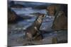 USA, California, La Jolla. Baby sea lion on beach rock.-Jaynes Gallery-Mounted Photographic Print