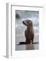 USA, California, La Jolla. Baby sea lion on beach.-Jaynes Gallery-Framed Photographic Print