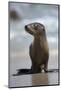 USA, California, La Jolla. Baby sea lion on beach.-Jaynes Gallery-Mounted Photographic Print