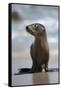 USA, California, La Jolla. Baby sea lion on beach.-Jaynes Gallery-Framed Stretched Canvas