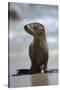 USA, California, La Jolla. Baby sea lion on beach.-Jaynes Gallery-Stretched Canvas