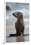 USA, California, La Jolla. Baby sea lion on beach.-Jaynes Gallery-Framed Photographic Print