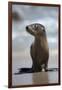 USA, California, La Jolla. Baby sea lion on beach.-Jaynes Gallery-Framed Photographic Print