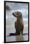 USA, California, La Jolla. Baby sea lion on beach.-Jaynes Gallery-Framed Photographic Print