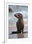 USA, California, La Jolla. Baby sea lion on beach.-Jaynes Gallery-Framed Photographic Print