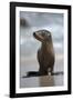 USA, California, La Jolla. Baby sea lion on beach.-Jaynes Gallery-Framed Photographic Print