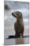 USA, California, La Jolla. Baby sea lion on beach.-Jaynes Gallery-Mounted Photographic Print