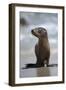 USA, California, La Jolla. Baby sea lion on beach.-Jaynes Gallery-Framed Photographic Print