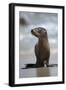 USA, California, La Jolla. Baby sea lion on beach.-Jaynes Gallery-Framed Photographic Print