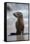 USA, California, La Jolla. Baby sea lion on beach.-Jaynes Gallery-Framed Stretched Canvas