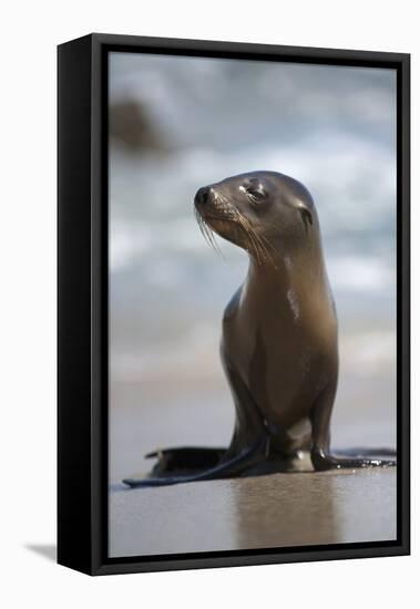 USA, California, La Jolla. Baby sea lion on beach.-Jaynes Gallery-Framed Stretched Canvas