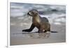 USA, California, La Jolla. Baby sea lion on beach.-Jaynes Gallery-Framed Photographic Print