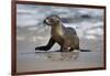 USA, California, La Jolla. Baby sea lion on beach.-Jaynes Gallery-Framed Photographic Print