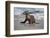 USA, California, La Jolla. Baby sea lion on beach.-Jaynes Gallery-Framed Photographic Print