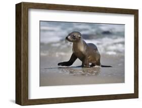 USA, California, La Jolla. Baby sea lion on beach.-Jaynes Gallery-Framed Photographic Print