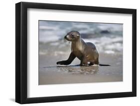 USA, California, La Jolla. Baby sea lion on beach.-Jaynes Gallery-Framed Photographic Print