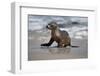 USA, California, La Jolla. Baby sea lion on beach.-Jaynes Gallery-Framed Photographic Print
