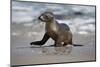 USA, California, La Jolla. Baby sea lion on beach.-Jaynes Gallery-Mounted Photographic Print