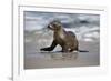 USA, California, La Jolla. Baby sea lion on beach.-Jaynes Gallery-Framed Photographic Print