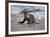 USA, California, La Jolla. Baby sea lion on beach.-Jaynes Gallery-Framed Photographic Print