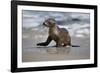 USA, California, La Jolla. Baby sea lion on beach.-Jaynes Gallery-Framed Photographic Print