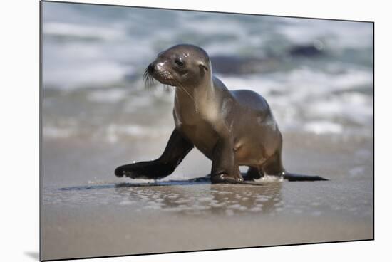 USA, California, La Jolla. Baby sea lion on beach.-Jaynes Gallery-Mounted Photographic Print