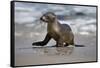 USA, California, La Jolla. Baby sea lion on beach.-Jaynes Gallery-Framed Stretched Canvas