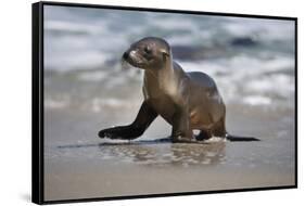 USA, California, La Jolla. Baby sea lion on beach.-Jaynes Gallery-Framed Stretched Canvas