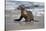 USA, California, La Jolla. Baby sea lion on beach.-Jaynes Gallery-Stretched Canvas