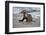 USA, California, La Jolla. Baby sea lion on beach.-Jaynes Gallery-Framed Premium Photographic Print