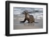 USA, California, La Jolla. Baby sea lion on beach.-Jaynes Gallery-Framed Premium Photographic Print